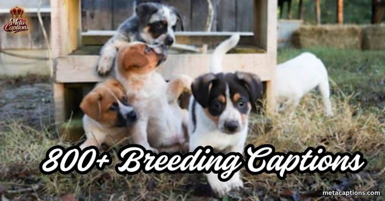 breeding-captions